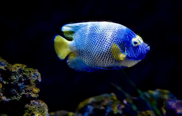 Рыба голуболицый ангел в воде