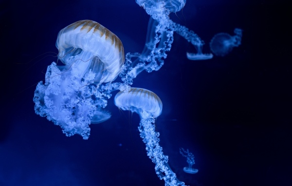 Голубые медузы на синем фоне