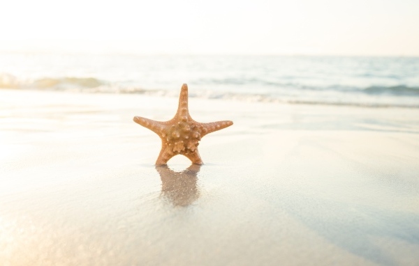 Морская звезда на мокром песке в лучах солнца на пляже
