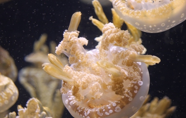 Белые медузы плавают в воде