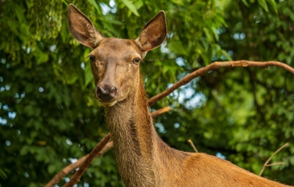 Большая коричневая олениха