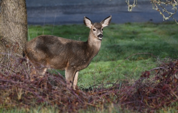 Олень стоит у дерева в лесу