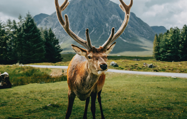 Олень с большими рогами на фоне гор