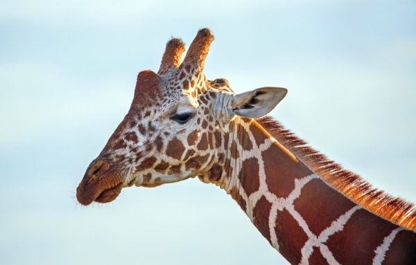 Жираф на фоне голубого неба крупным планом