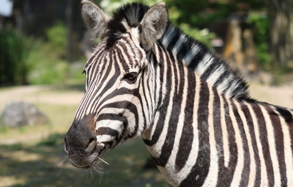 Полосатая зебра с гривой вблизи