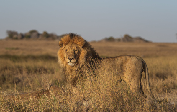Большой лев в саванне в лучах солнца