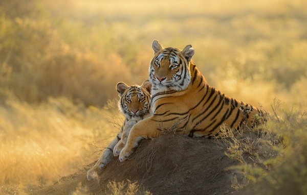 Большая тигрица с детенышем 