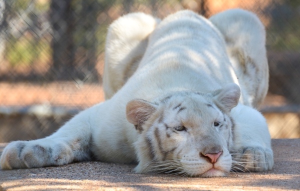 Большой белый тигр в зоопарке