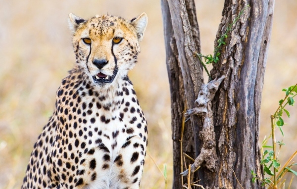 Гепард сидит у старого сухого дерева