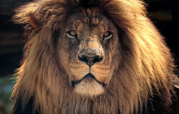 Большой лев с пышной гривой