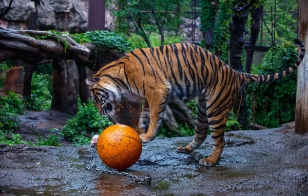 Большой полосатый тигр играет с мячом в зоопарке