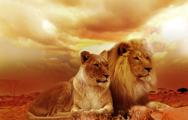 Лев и львица на фоне красивого неба в Африке