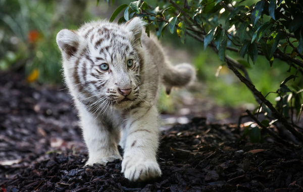 Маленький полосатый белый тигренок 