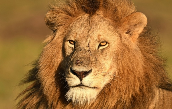 Морда большого хищного льва крупным планом