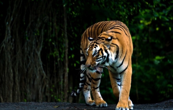 Полосатый бенгальский тигр в зоопарке