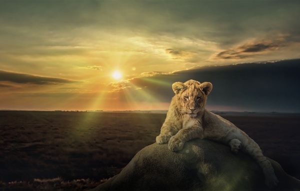 Белый лев лежит на камне на фоне солнца