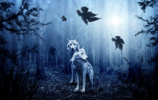 Два испуганных волка в лесу