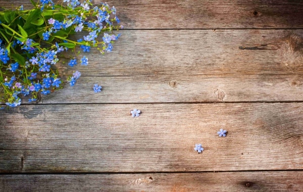 Голубые цветы незабудки на деревянном фоне