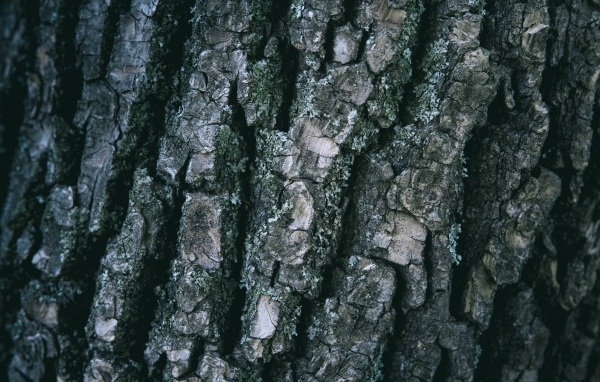 Старая кора дерева для фона