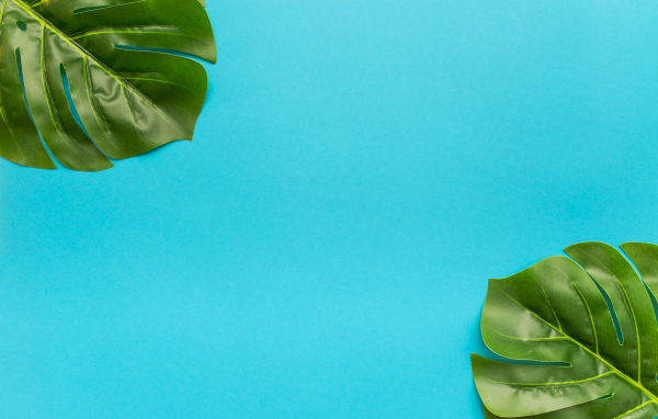 Два зеленых листа на голубом фоне
