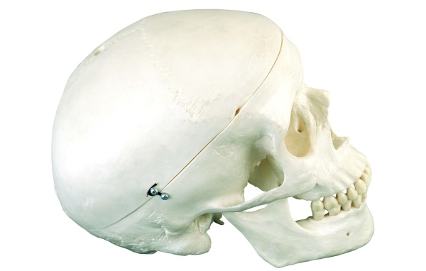 Шкатулка из черепа человека на белом фоне