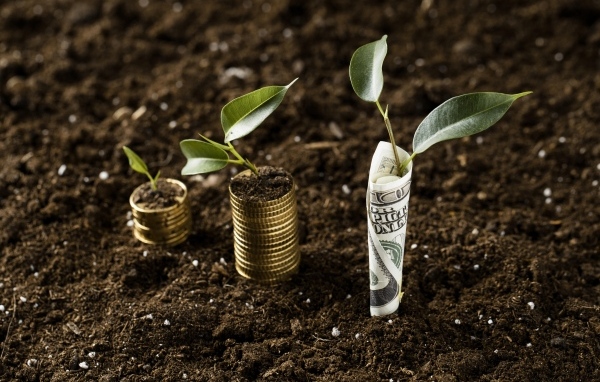 Ростки прорастают с денег на земле