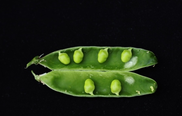 Зеленый горох на черном фоне