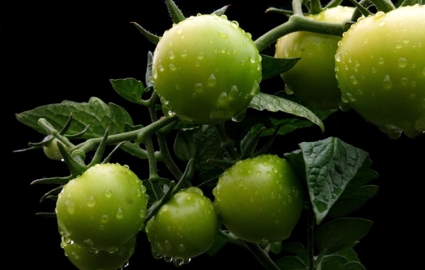 Зеленые помидоры на ветке в каплях воды