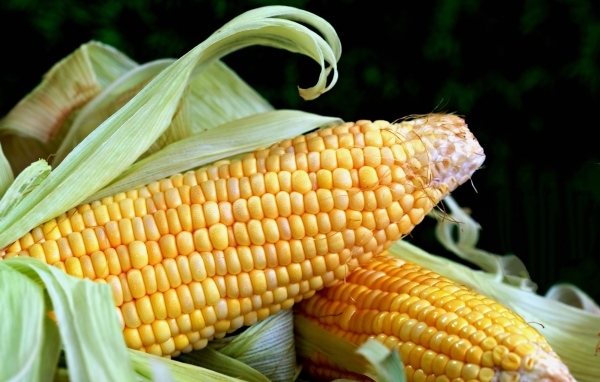 Два початка кукурузы с листьями на черном фоне