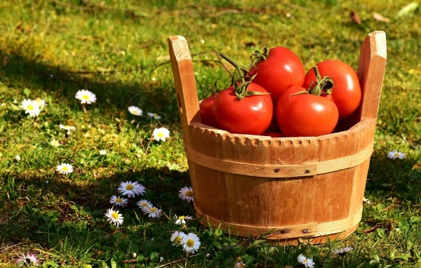 Деревянное ведро с красными помидорами на траве