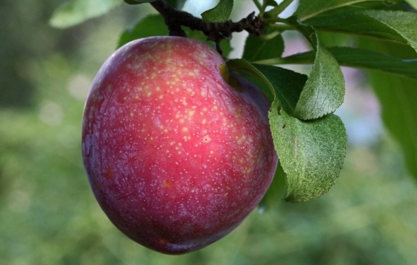 Розовая крупная слива на ветке