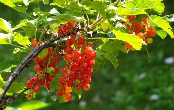 Красная спелая смородина на кусту