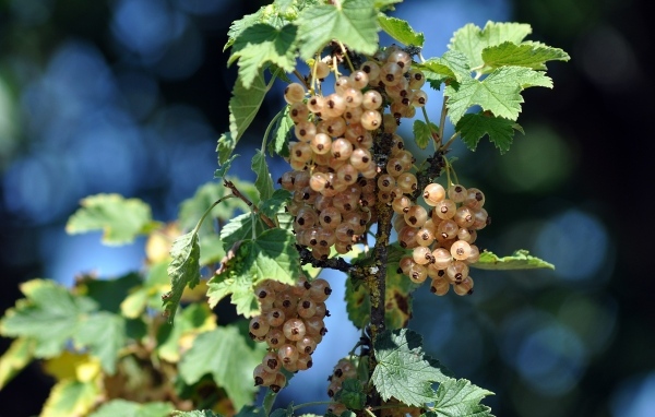 Ягоды белой смородины на ветке
