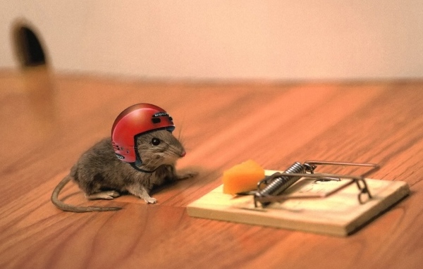Маленький мышонок в шлеме у мышеловки