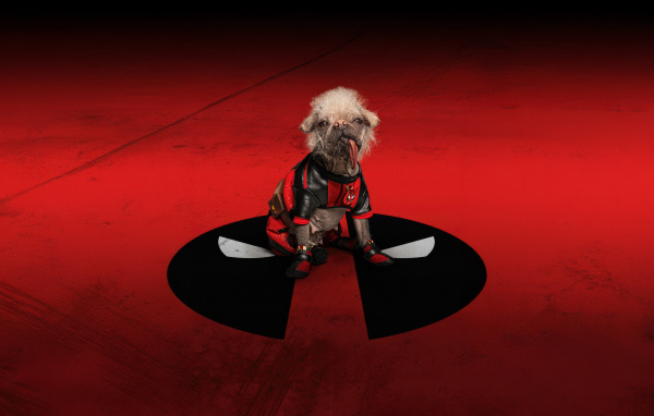 Собака на красном фоне фильм Дэдпул и Росомаха 2024