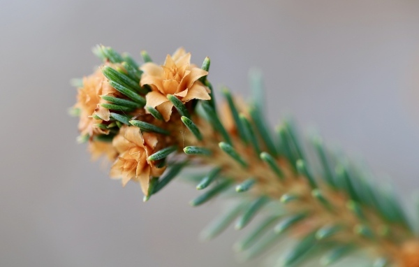 Зеленая еловая ветка с цветами