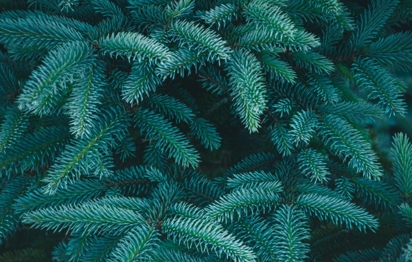 Зеленые колючие ветки ели крупным планом