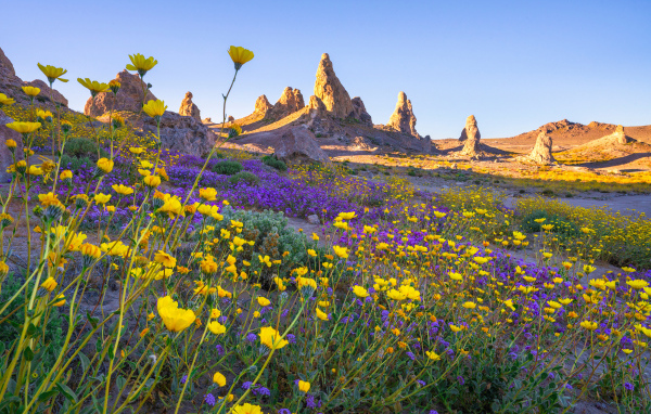Много цветов на поляне в горах