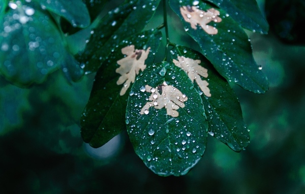 Капли дождя на зеленой ветке дерева