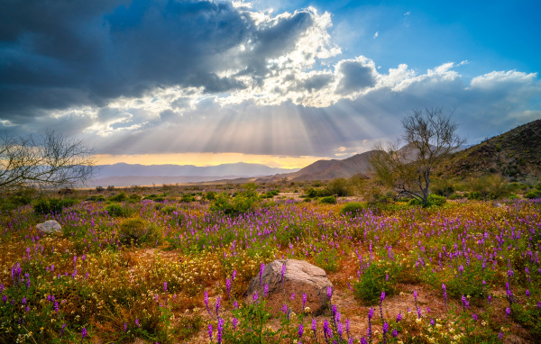 Лучи солнца в облаках над поляной с цветами