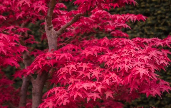 Красные листья клена на дереве осенью