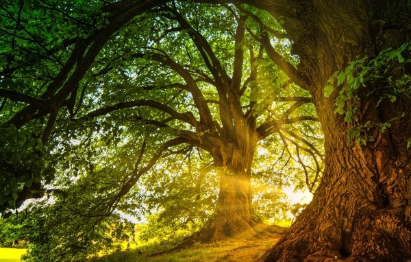 Солнечные лучи пробиваются сквозь большое ветвистое дерево