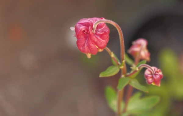 Распускающийся розовый цветок