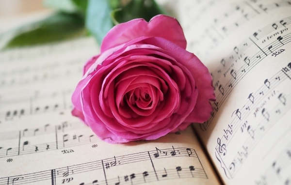Розовая роза лежит на нотной тетради