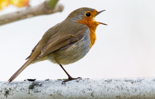 Маленькая европейская малиновка сидит на ветке