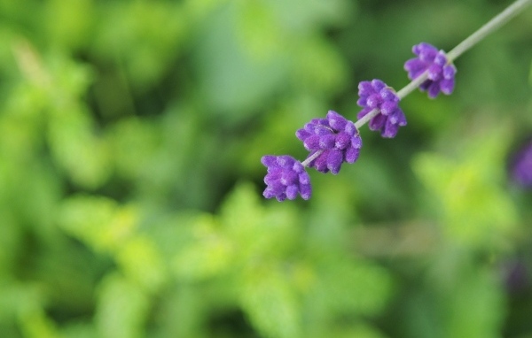 Веточка с фиолетовыми цветами лаванды