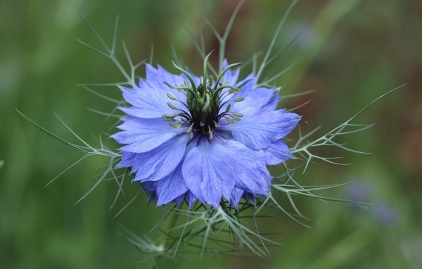 Красивый голубой цветок василек крупным планом