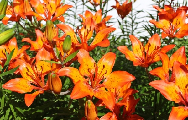 Красивые яркие оранжевые лилии крупным планом