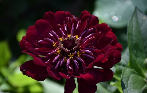 Красивый бордовый цветок циннии