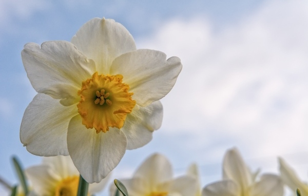 Красивый нежный белый цветок нарцисса 